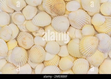 set of clam mollusc shells isolated on white background Stock Photo