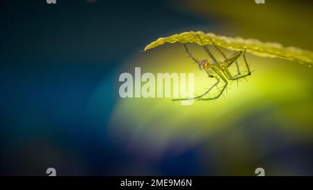 Close up yellow Jumping Spider, Lynx Spider under green leaf and dew drop, Colorful photo with macro shot, selective focus, Nature blurred background. Stock Photo