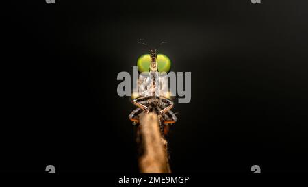 Close up a robber fly on branch and dark background, Nature background, Big eye insect, Thailand. Stock Photo