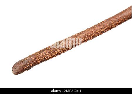 Coral spot, Nectria cinnabarina, orange-red by-fruit form on a branch. A plant pathogen, that causes cankers on broadleaf trees. A polycyclic disease. Stock Photo