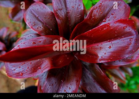 Areal View, Cordyline Fruticosa Plant Bright Purple With Water Drops In The Yard Stock Photo