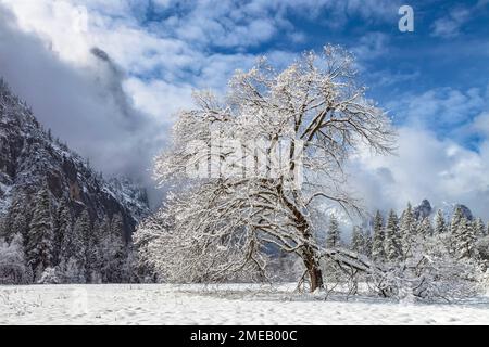 California black oak tree, Quercus kelloggii, Cook Meadow, in winter, Yosemite National Park, California, USA, North America. Stock Photo