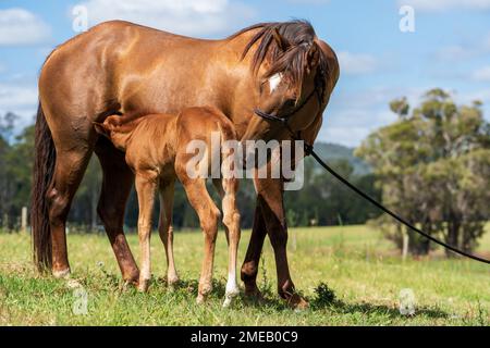 Young foal drinking from its mother in the grassy paddock Stock Photo