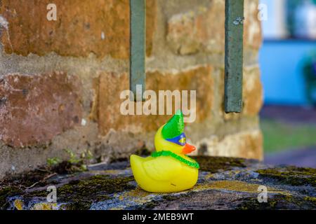Colorful rubber duck sitting on a brick wall Stock Photo
