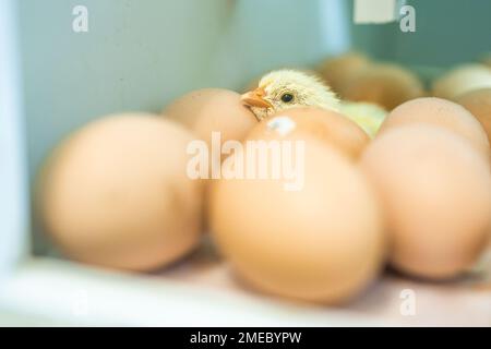 incubator, chicks in the incubator. newborn chick in the incubator. eggs, hatching chicks Stock Photo
