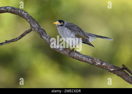 An Australian Noisy Miner -Manorina melanocephala- bird perched on a tree branch in colourful soft early morning light looking for food Stock Photo