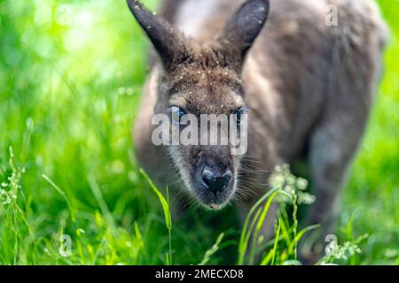 A portrait of an Eastern grey kangaroo of marsupial mammal on green meadow Stock Photo