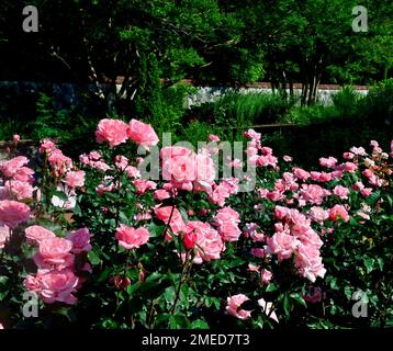 The Rosa Queen Elizabeth (Grandiflora Rose) flowers in the garden on a sunny day Stock Photo