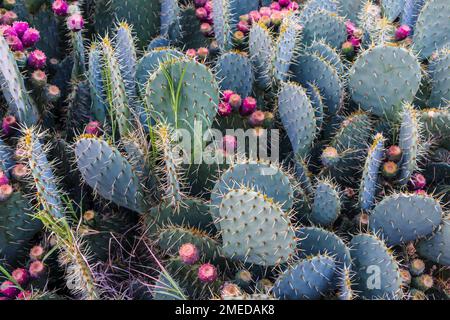 A closeup shot of cacti with prickly pears growing on it found in the wild Stock Photo