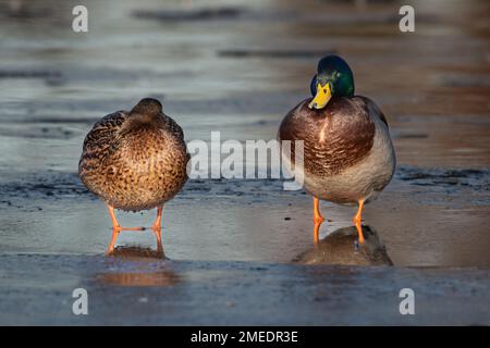 Mallard Duck Pair (Anas platyrhynchos), Sleeping on Ice Stock Photo