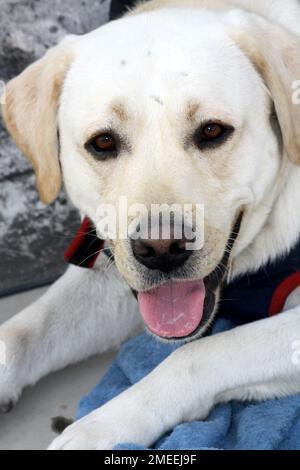 Portrait of a Labrador Retriever : (pix Sanjiv Shukla) Stock Photo