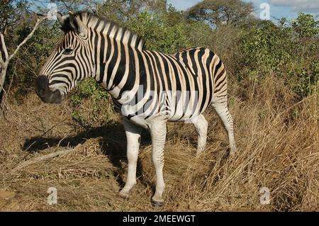 Burchell's Zebra (Equus burchellii), Hluhluwe Imfolozi Park, South Africa Stock Photo