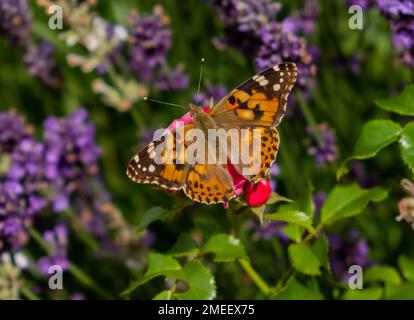 A closeup shot of a Painted lady with orange wings in black and white spots sitting on a flower Stock Photo