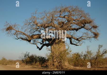 African Baobob Tree (Adansonia digitata) with nests of Redbilled Buffalo Weavers (Bubalornis niger), Kruger National Park, Mpumalanga, South Africa Stock Photo