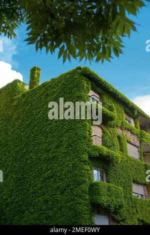 House completely overgrown with ivy Stock Photo