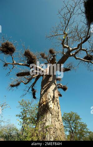 Baobob Tree (Adansonia digitata) with nests of Redbilled Buffalo Weavers (Bubalornis niger),  Kruger National Park, Mpumalanga, South Africa Stock Photo