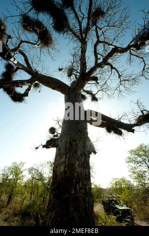 Baobob Tree (Adansonia digitata) with nests of Redbilled Buffalo Weavers (Bubalornis niger) with game drive vehicle, Kruger National Park, Mpumalanga, Stock Photo