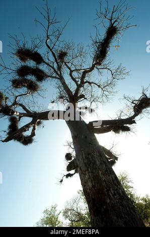 Baobob Tree (Adansonia digitata) with nests of Redbilled Buffalo Weavers (Bubalornis niger), Kruger National Park, Mpumalanga, South Africa Stock Photo