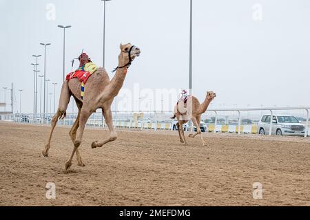 Camel Racing Track Shehania Doha Qatar.  traditional arab culture of Qatar Stock Photo