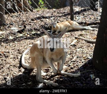 Agile Wallabies (Notamacropus agilis) resting in a zoo : (pix Sanjiv Shukla) Stock Photo