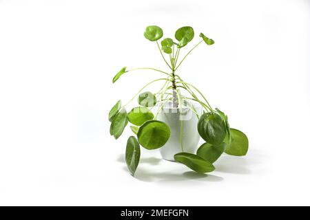 Chinese money plant (Pilea peperomioides) with green round leaves and a long stem, potted in a porcelain planter, freshly sprayed with water, isolated Stock Photo