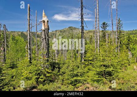 Dead trees and young growth in the Bavarian National Park near the Rachel mountain. Nationalpark Bayerischer Wald, Germany Stock Photo