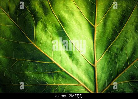 Close-up detail of veins of a green maple leaf Stock Photo