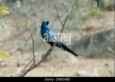 Burchell’s Glossy Starling (Lamprotornis australis), Kruger National Park, Mpumalanga, South Africa Stock Photo