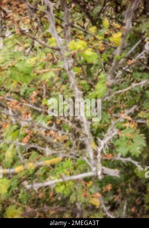 Natures chaos; natural environmental patterns formed by shapes in an ancient woodland Stock Photo