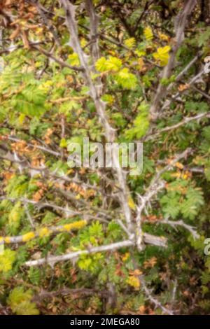 Natures chaos; natural environmental patterns formed by shapes in an ancient woodland Stock Photo