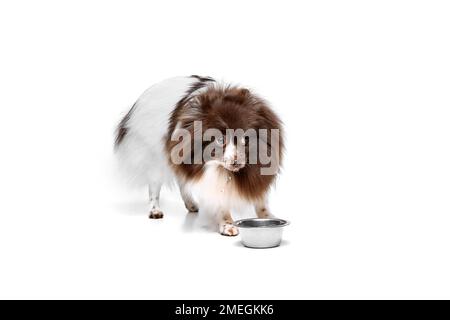 Dog Pet Puppy Sitting With The Food Bowl Gift Fooddog Breed Pomeranian  Spitz The Dog Is Standing Next To A Bowl Of Food Stock Illustration -  Download Image Now - iStock