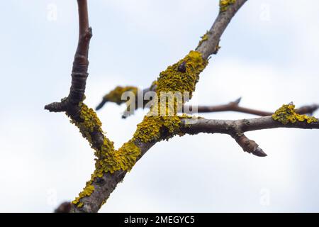 Orange lichen, yellow scale, maritime sunburst lichen or shore lichen, Xanthoria parietina, is a foliose or leafy lichen. Intensive color of structure Stock Photo