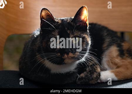 beautiful spotted cat lies on a chair in a cafe Stock Photo