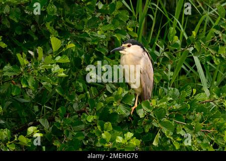 Black-crowned night heron male sitting motionless on a branch. Genus species Nicticorax nicticorax. Lake Dubnica, Slovakia. Stock Photo