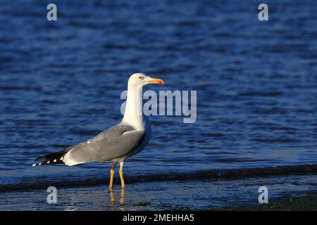 Yellow-legged gull, Larus michahellis, on the sea shore Stock Photo