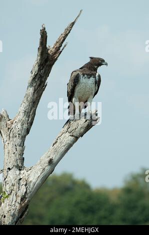 Martial Eagle (Polemaetus bellicosus) , Kruger National Park, Mpumalanga, South Africa Stock Photo