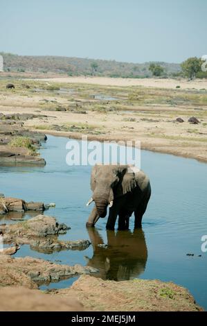 Elephant (Loxodonta africana) in river with Hippopotami (Hippopotamus amphibius) in background, Kruger National Park, Mpumalanga, South Africa Stock Photo