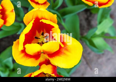 Vibrant colorful  holiday or birthday background with red and yellow tulip top view macro close-up Stock Photo