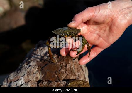 Man holding a common shore crab (Carcinus maenas) on the Somerset coast, UK Stock Photo