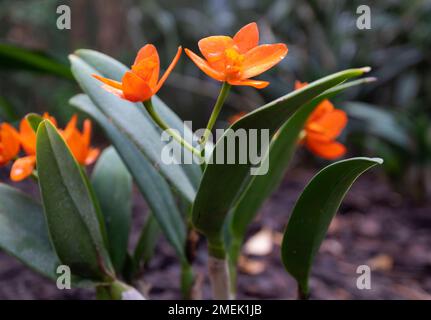 Tropical plant Cattleya orange in Zoo The Netherlands. Stock Photo
