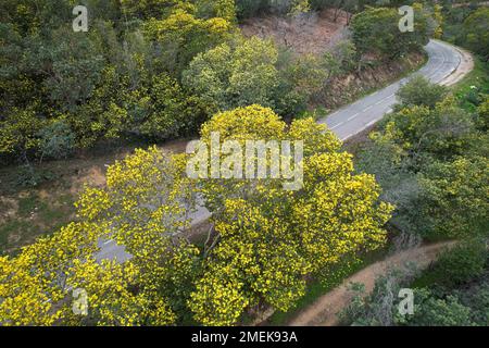 Bright yellow mimosa trees are out in force in southern France and are set to last until the end of March, with this year’s bloom expected to be particularly good due to a lack of frost. Mimosa trees have flowered from January to late March in Provence-Alpes-Cote d'Azur for hundreds of years, after first being imported to the region from Australia in the 18th century. They have since become somewhat of a regional emblem, and even lend their name to the medieval village of Bormes-les-Mimosas in Var. Mandelieu, France, January 23, 2023. Photo by Lionel Urman/ABACAPRESS.COM Stock Photo
