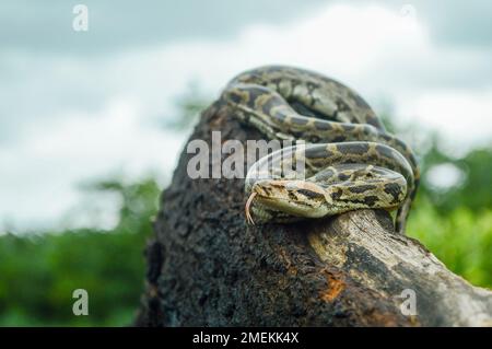 Indian python, Python molurus is a large, nonvenomous python species native to tropical and subtropical regions of the Indian subcontinent, Mumbai, Ma Stock Photo