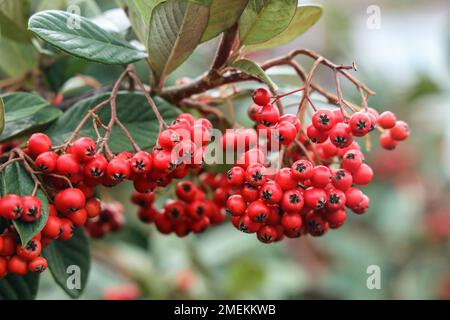Rich red berries of a cotoneaster bush growing on a railway cutting in Plymouth Stock Photo