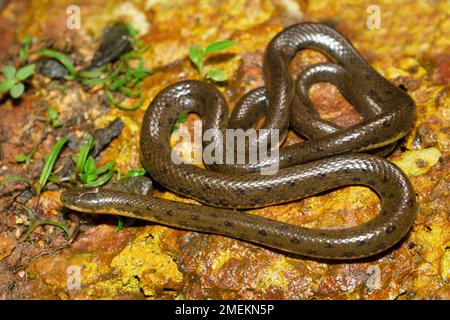Olive forest snake, Rhabdops aquaticus, endemic to Western Ghats, Satara, Maharashtra, India Stock Photo