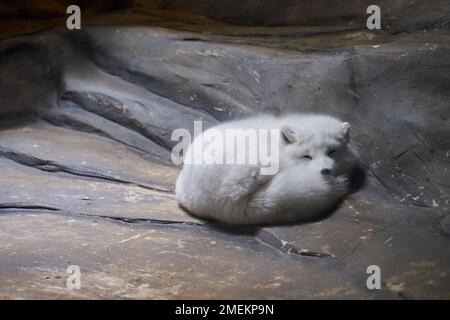 An Arctic fox sleeping on rock Stock Photo