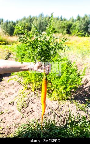 Fresh organic carrot in the hand on a nature unfocused background in sunny day Stock Photo