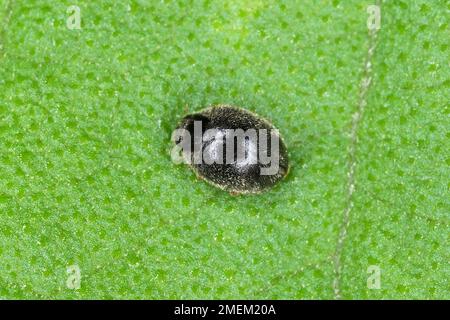 Scymnus sp. tiny predatory ladybird (Coccinellidae) on leaf. Stock Photo