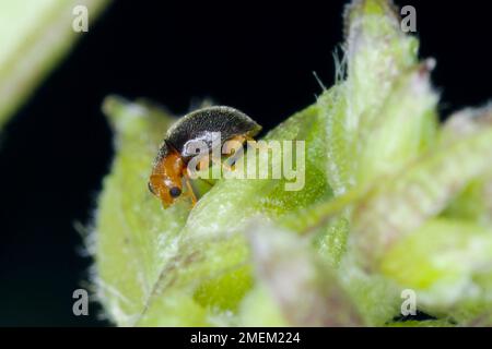 Scymnus sp. tiny predatory ladybird (Coccinellidae) on leaf. Stock Photo