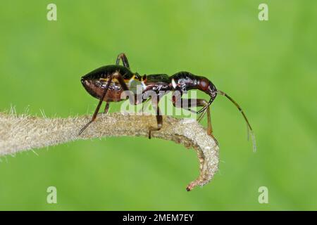 Predatory Insect Nymph Young predatory larva, nymph of Reduviidae Stock Photo - Alamy