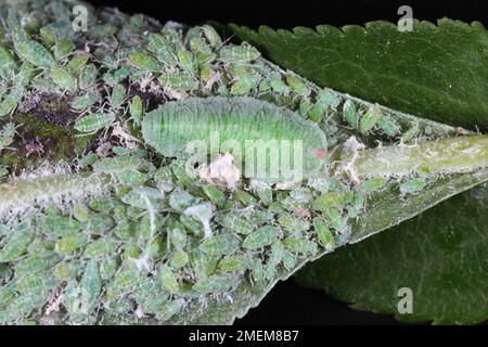 Larva of Hoverflies called flower flies or syrphid flies, of the insect family Syrphidae. Larva hunting for aphids. Stock Photo